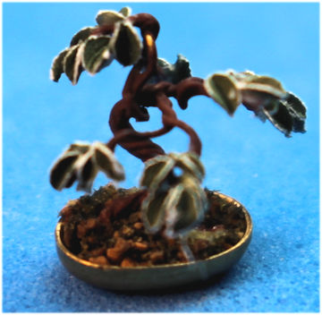 (image for) Bonsai - 1/4 scale