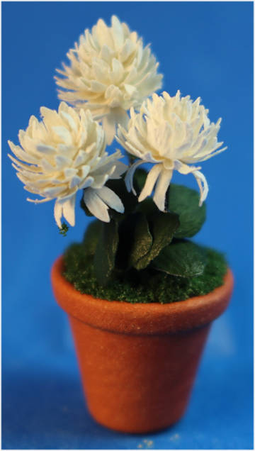 (image for) Pot of chrysanthemum