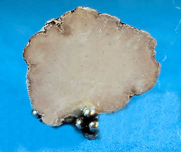 (image for) Datolite on stand