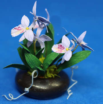 Orchid - lavender (image for) Orchid - lavender