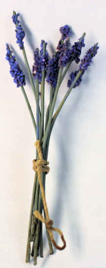 (image for) English lavendar