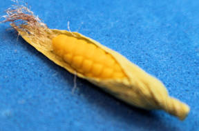 (image for) Ear of corn
