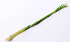 (image for) Scallion