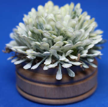 (image for) Decorative plant
