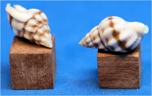 Seashell display - Click Image to Close
