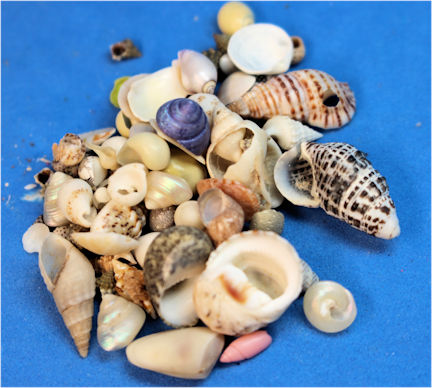 Lots of tiny shells