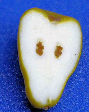 (image for) Pear - cut in half