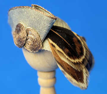 (image for) Lady's hat