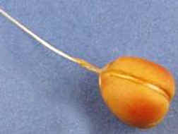 Scamorza cheese dark (image for) Scamorza cheese dark