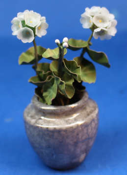Geraniums in pot