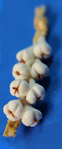 (image for) Hanging garlic